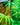 Gramicci Hemp